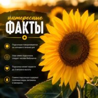 Подсолнух: интересные факты, уникальные свойства и практическое применение